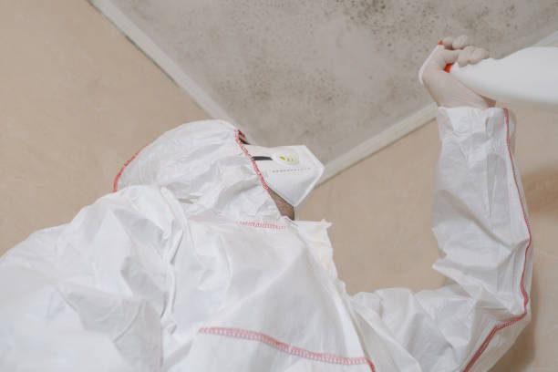 Best Kitchen Mold Remediation in Duluth, WA