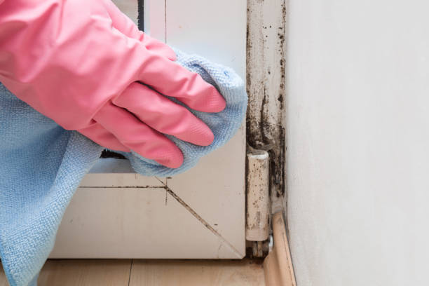 Best Industrial Mold Remediation in Duluth, WA